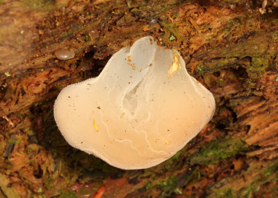 Pseudohydnum gelatinosum (Jelly Tooth)