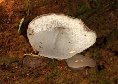 Pseudohydnum gelatinosum (Jelly Tooth)