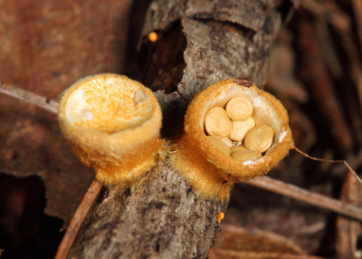Crucibulum laeve (Bird's Nest Fungi)