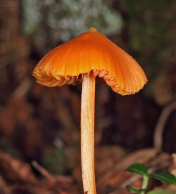 Entoloma quadratum