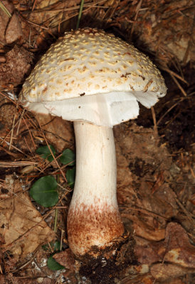 Amanita rubescens var. alba