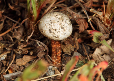 Tulostoma cf. winterhoffii