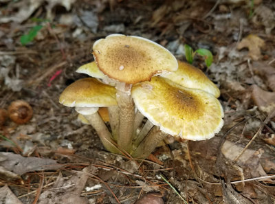 Honey mushroom.jpg