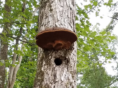 Phellinus on white oak 1.jpg