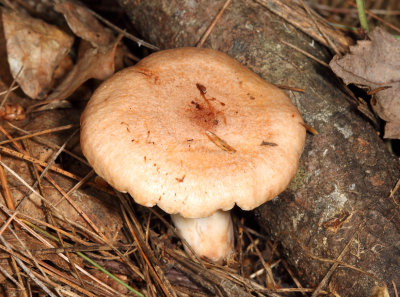 Lactarius chrysorrheus