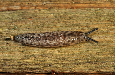  Toga Mantleslug - Philomycus togatus 