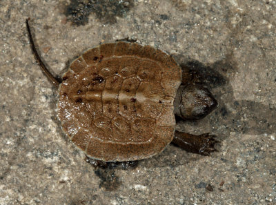 Wood Turtle - Clemmys insculpta (hatchling)