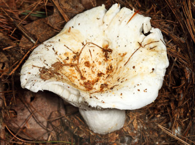 Lactarius pubescens