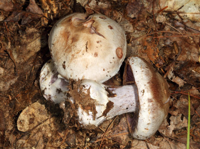 Cortinarius pulchrifolius ?