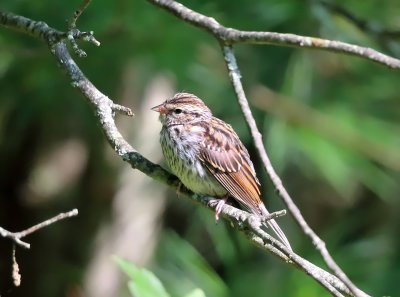 Chipping Sparrow - Spizella passerina (immature)