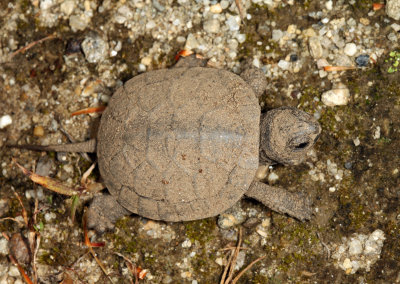 Blanding's Turtle - Emydoidea blandingii (newly hatched)