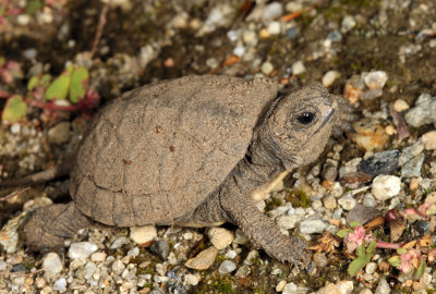 Blanding's Turtle - Emydoidea blandingii (newly hatched)