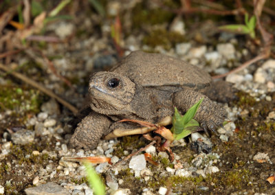 Blanding's Turtle - Emydoidea blandingii (newly hatched)