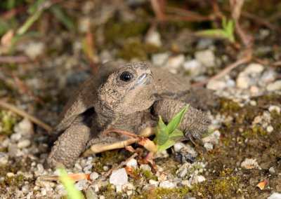 Blandings Turtle - Emydoidea blandingii (newly hatched)