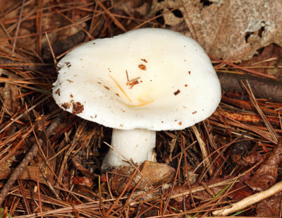 Russula brevipes