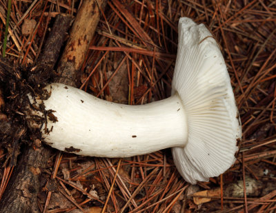 Russula brevipes