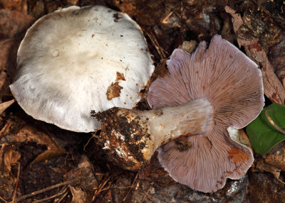 Cortinarius alboviolaceus