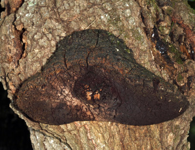 Phellinus sp. on red oak