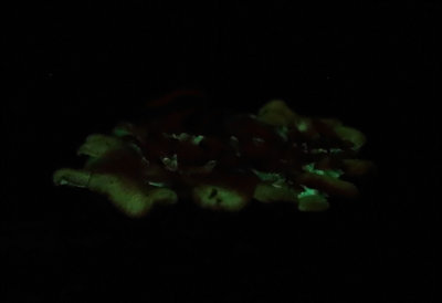 Panellus stipticus (Bioluminescent mushrooms)