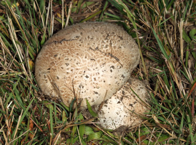 Calvatia cyathiformis