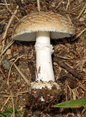 Amanita crenulata