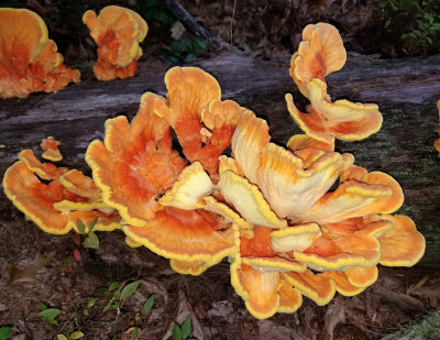 Chicken of the Woods - Laetiporus sulphureus