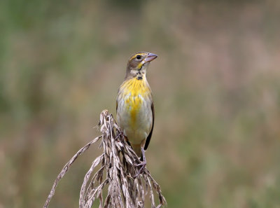 Dickcissel - Spiza americana