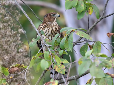 Coopers Hawk - Accipiter cooperii