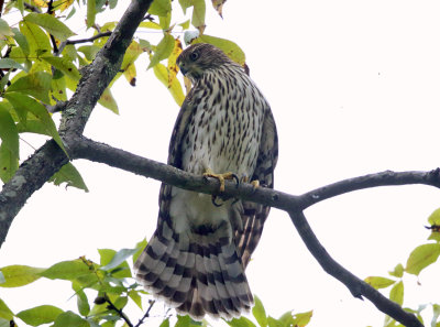 Coopers Hawk - Accipiter cooperii