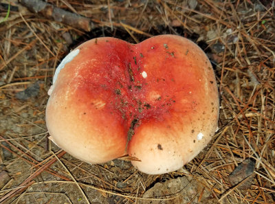 Russula paludosa