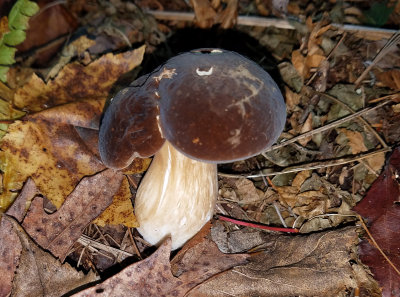 Boletus affinis (Spotted Bolete)