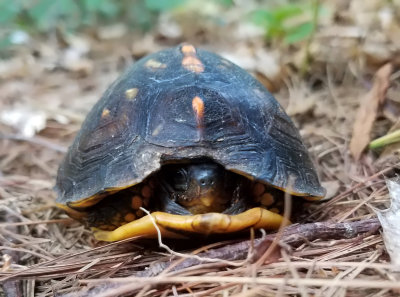 Eastern Box Turtle - Terrapene carolina