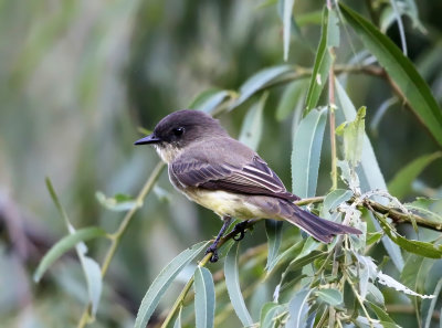 Eastern Phoebe - Sayornis phoebe