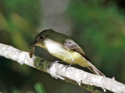 Eastern Phoebe - Sayornis phoebe