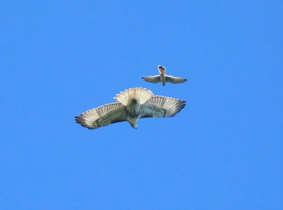 Red-tailed Hawk - Buteo jamaicensis (being harrassed by an American Kestrel)