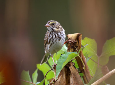 Savannah Sparrow - Passerculus sandwichensis