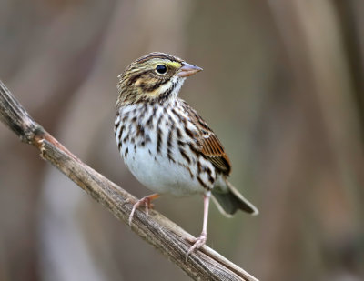 Savannah Sparrow - Passerculus sandwichensis