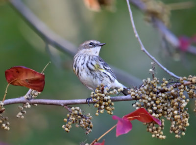 Yellow-rumped Warbler - Setophaga coronata