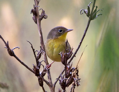 Common Yellowthroat - Geothlypis trichas