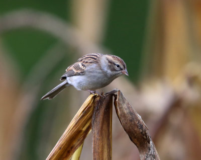 Chipping Sparrow - Spizella passerina