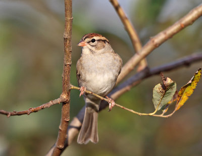 Chipping Sparrow - Spizella passerina