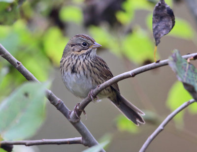 Lincoln's Sparrow - Melospiza lincolnii