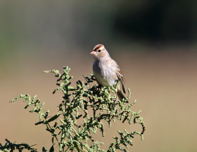White-crowned Sparrow - Zonotrichia leucophrys (immature)
