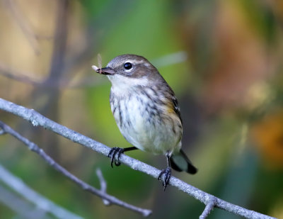 Yellow-rumped Warbler - Setophaga coronata