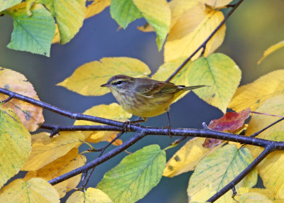 Palm Warbler - Setophaga palmarum