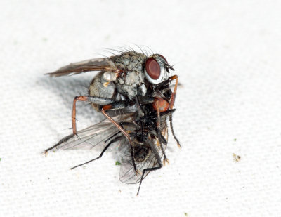 Coenosia tigrina (with prey)