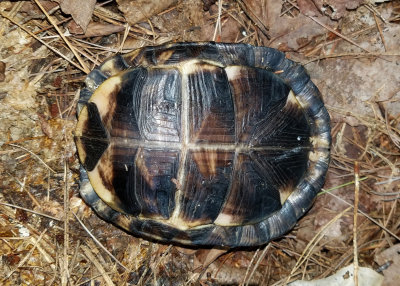 Eastern Box Turtle - Terrapene carolina