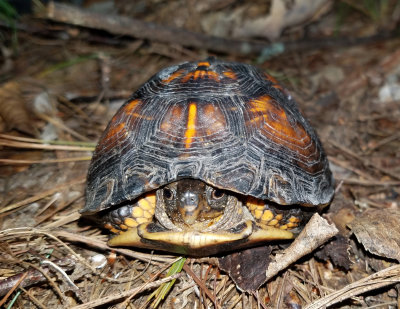 Eastern Box Turtle - Terrapene carolina