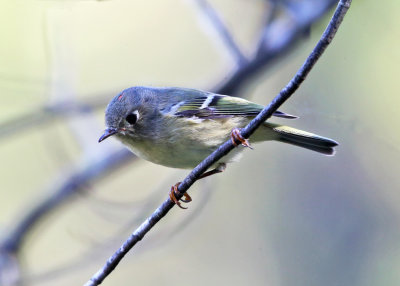 Ruby-crowned Kinglet - Regulus calendula