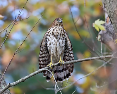 Coopers Hawk - Accipiter cooperii